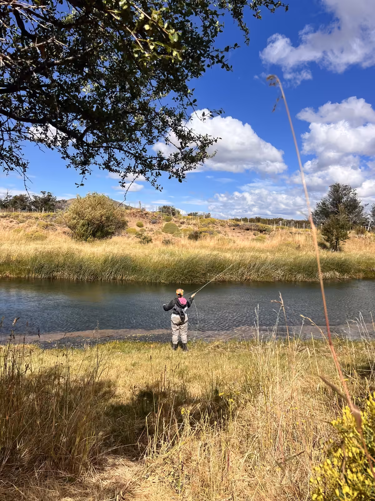 An angler in waders casts a fly rod across a calm, clear river lined with reeds and golden grass, under a blue sky with white clouds, Coyhaique, Chilean Patagonia