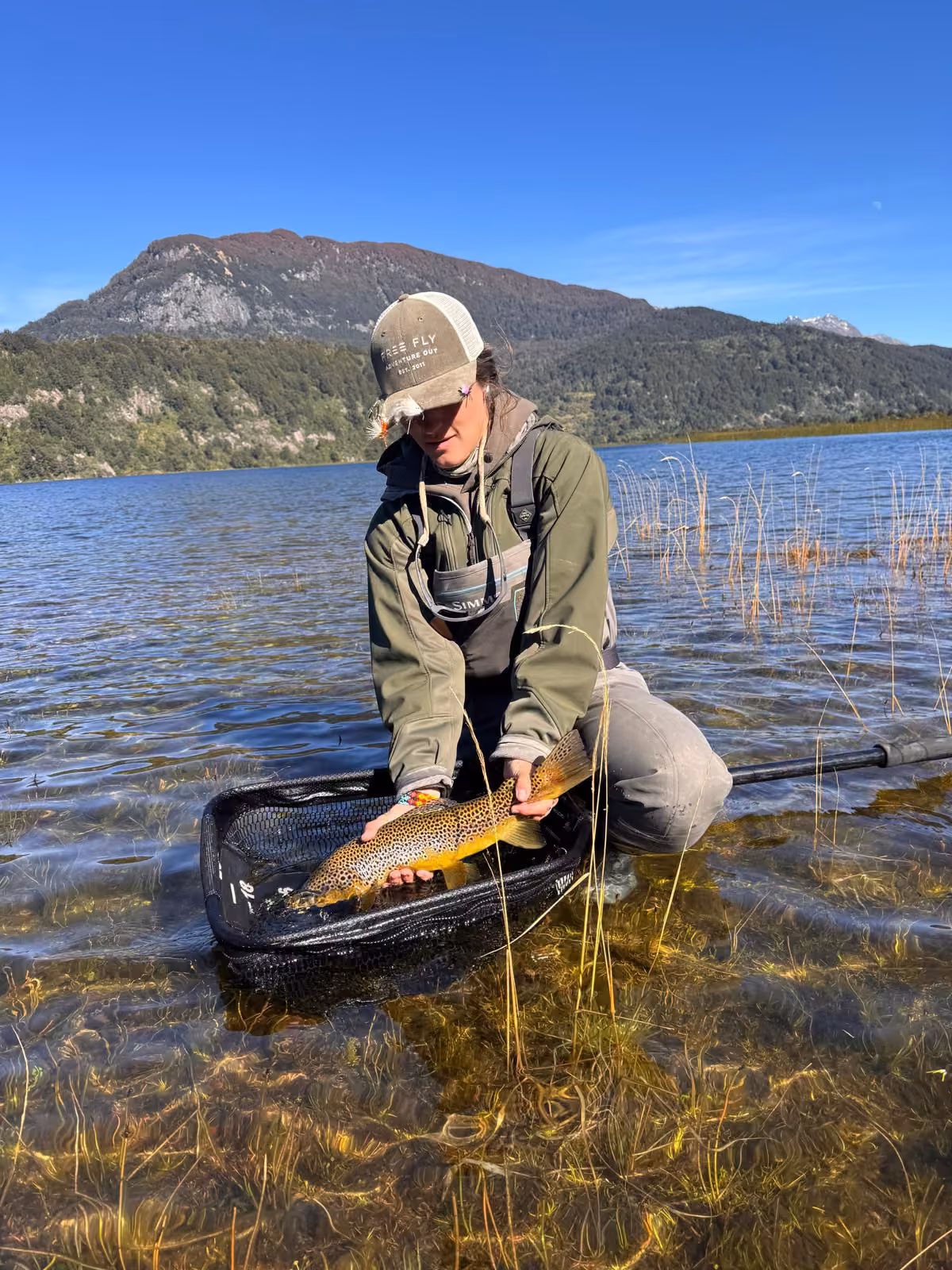 An angler in an olive jacket and waders kneels in shallow lake water over reeds with a brown trout in a landing net, forested mountains behind, Coyhaique, Chilean Patagonia
