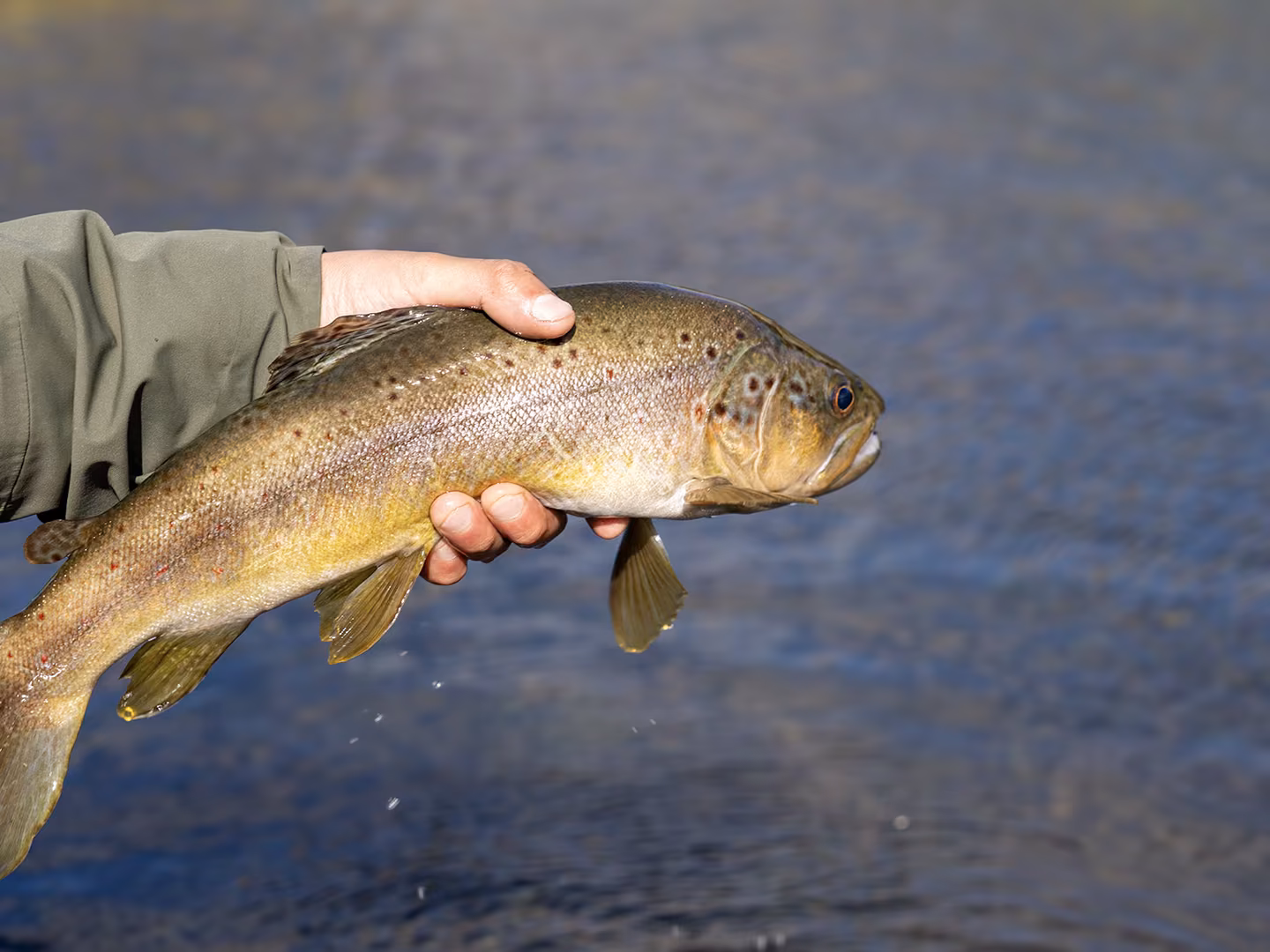 Releasing a healthy wild brown trout back into the Aysén river system