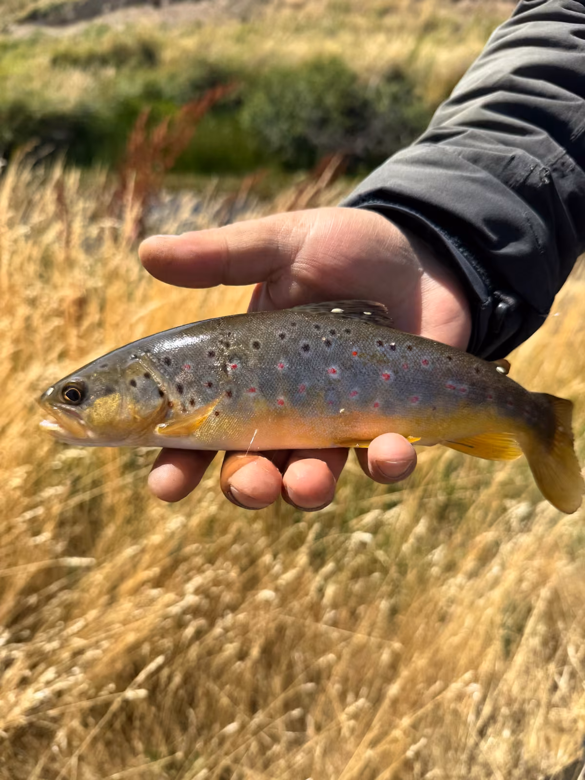 A hand in a dark jacket holds a brown trout with dark and red spots and an orange-yellow belly over tall, dry golden grass, Ñirehuao River, Coyhaique, Chilean Patagonia