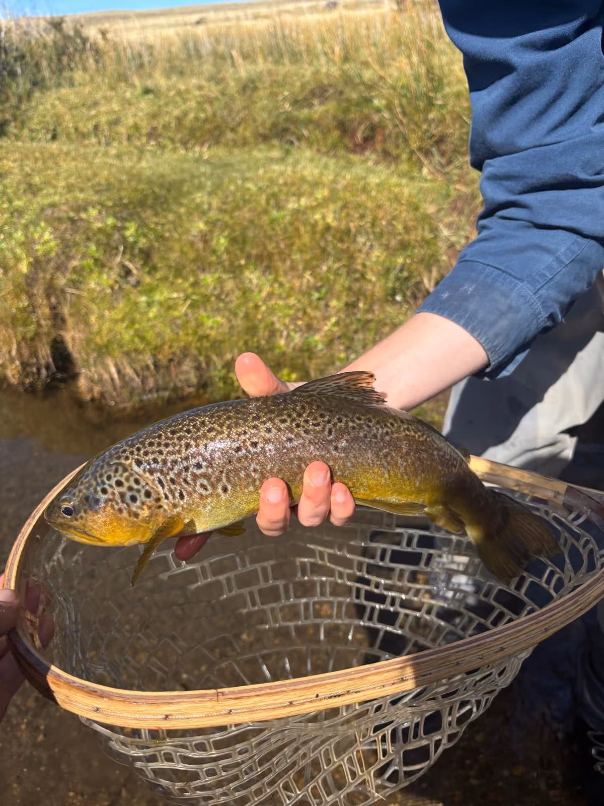 A brown trout with dark spots and a golden belly held over a wooden-framed landing net with clear mesh, a grassy bank and a steppe hill behind, Ñirehuao River, Coyhaique, Chilean Patagonia