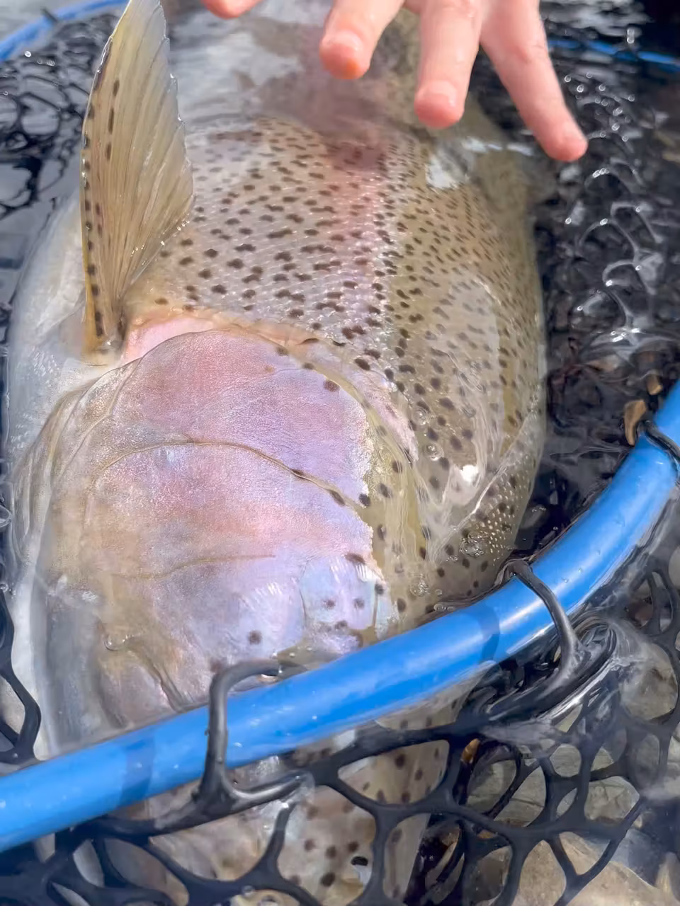 Close-up of the side of a large rainbow trout in a rubber landing net, a hand resting on its back, showing the pink band and black spots, Chilean Patagonia