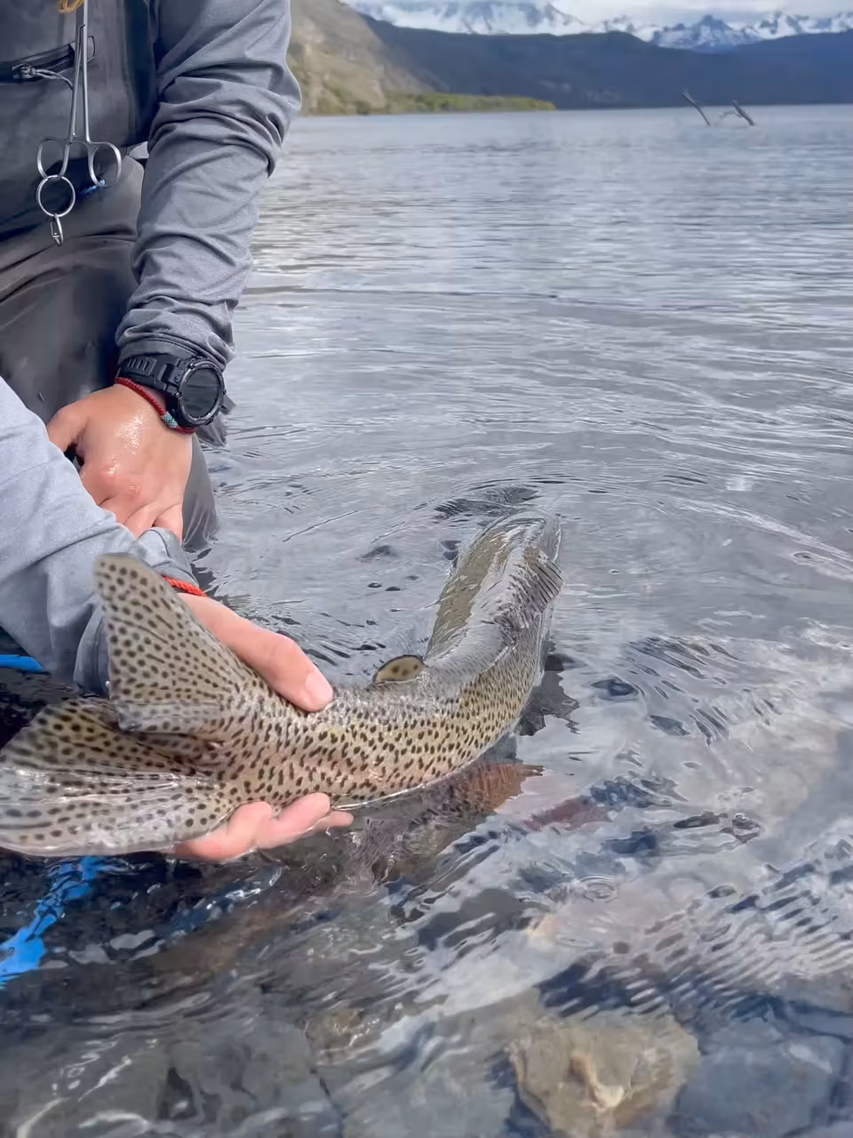 Two hands release a large rainbow trout into clear shallow water next to a rubber landing net, Chilean Patagonia