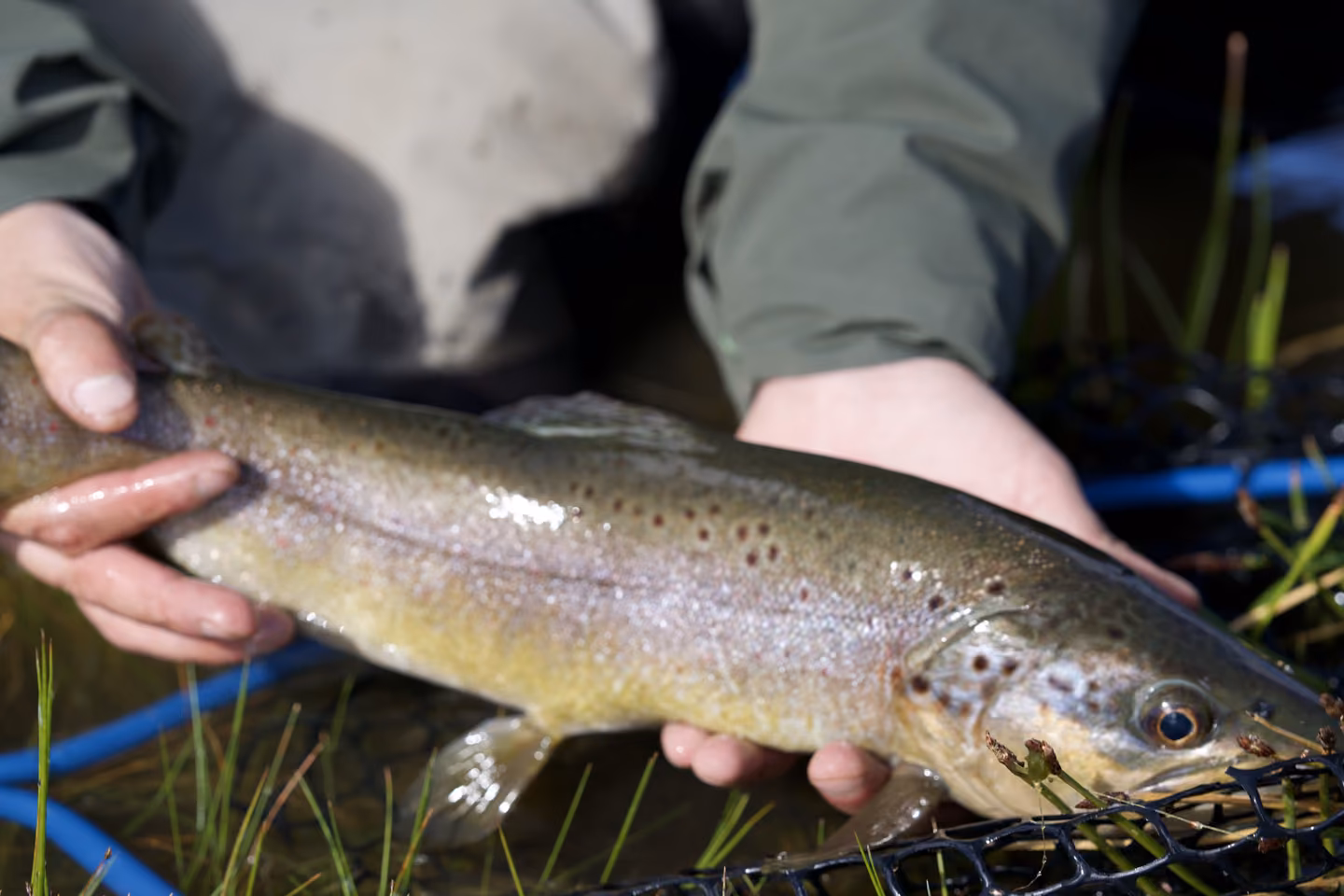 A wild brown trout held briefly at the water's edge before release in Aysén