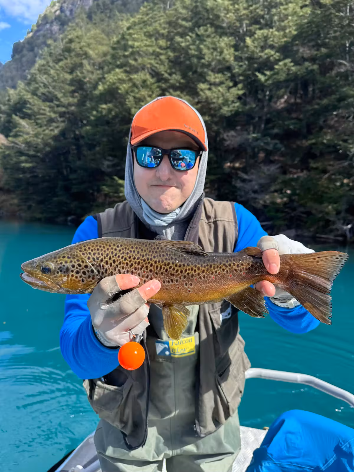 A golden, heavily spotted wild brown trout held over the turquoise water of Lago Azul, with a steep forested shore behind, Coyhaique, Chilean Patagonia