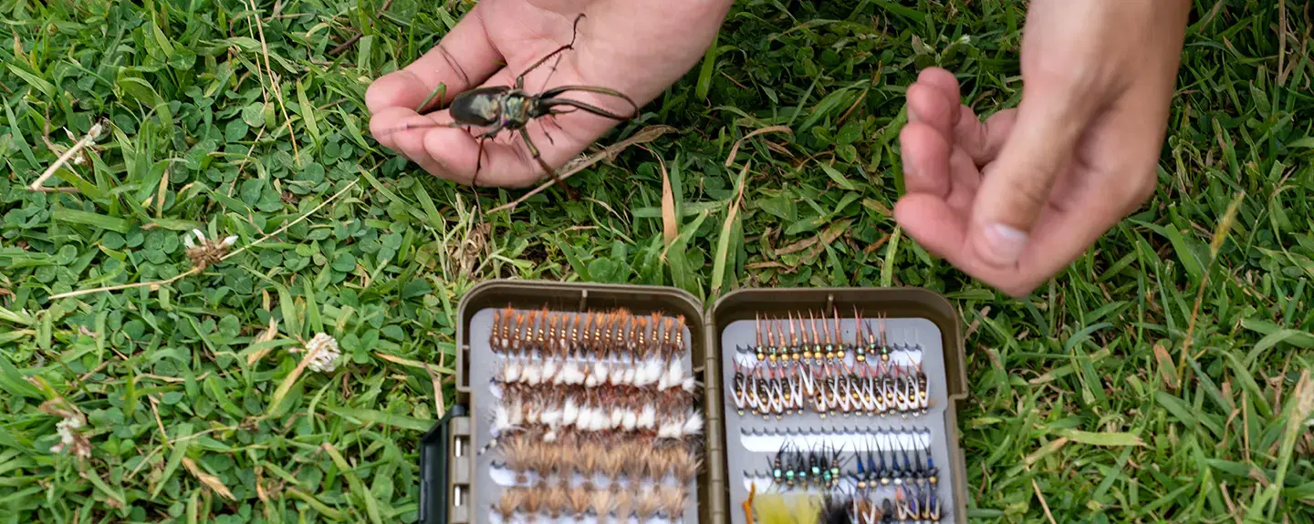 A live cantaria stag beetle held over an open box of dry flies near Coyhaique, Chilean Patagonia