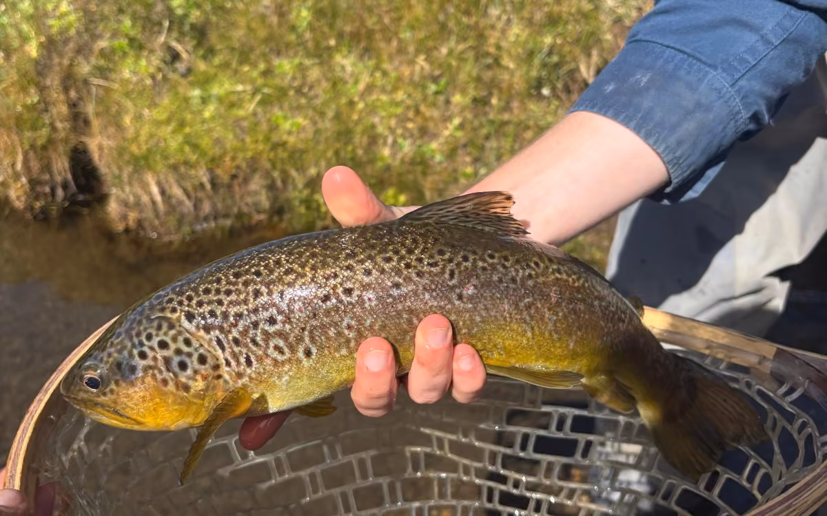 A brown trout held over a wooden-framed landing net beside a grassy bank on the Ñirehuao River, Coyhaique, Chilean Patagonia